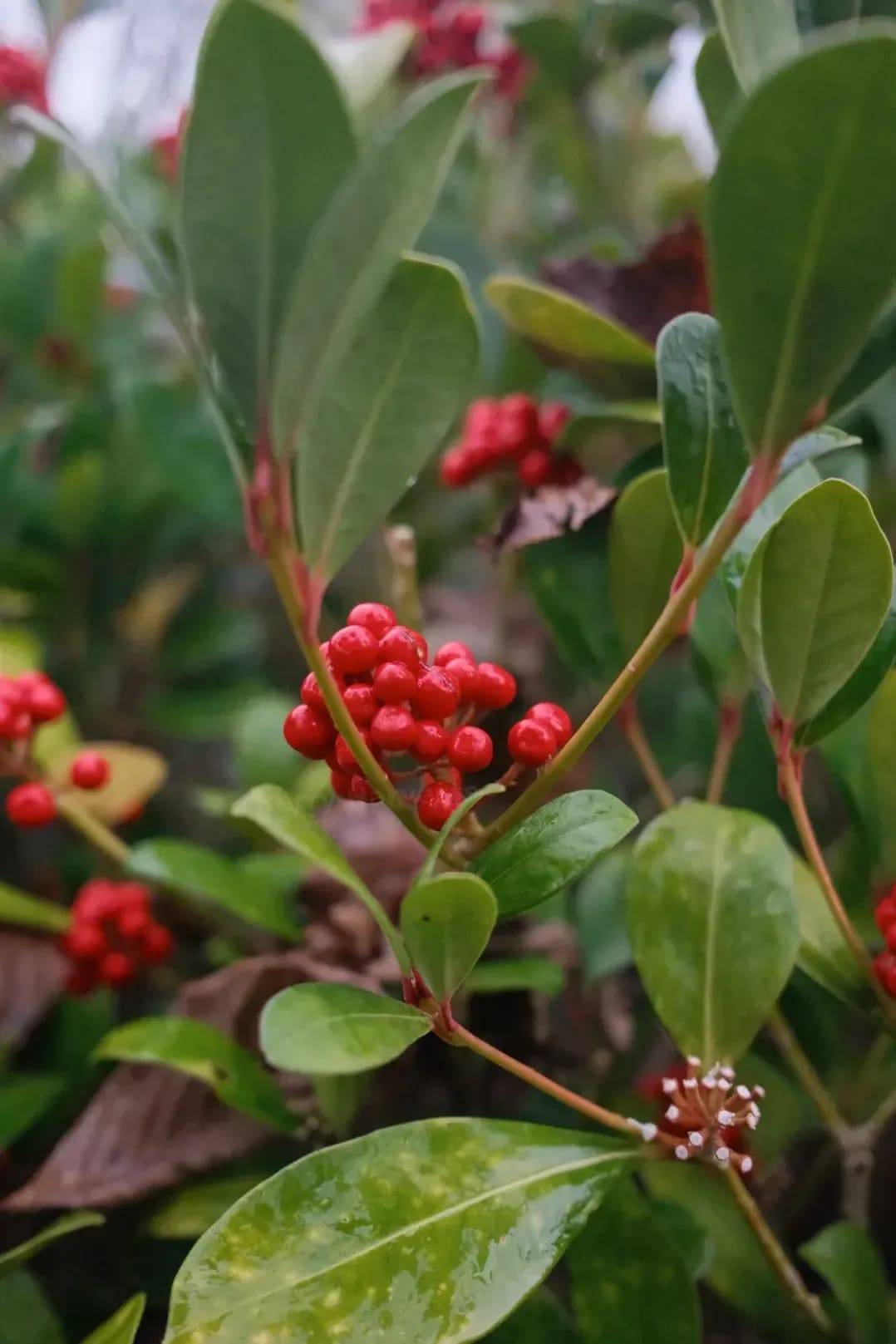 Berry Harvests