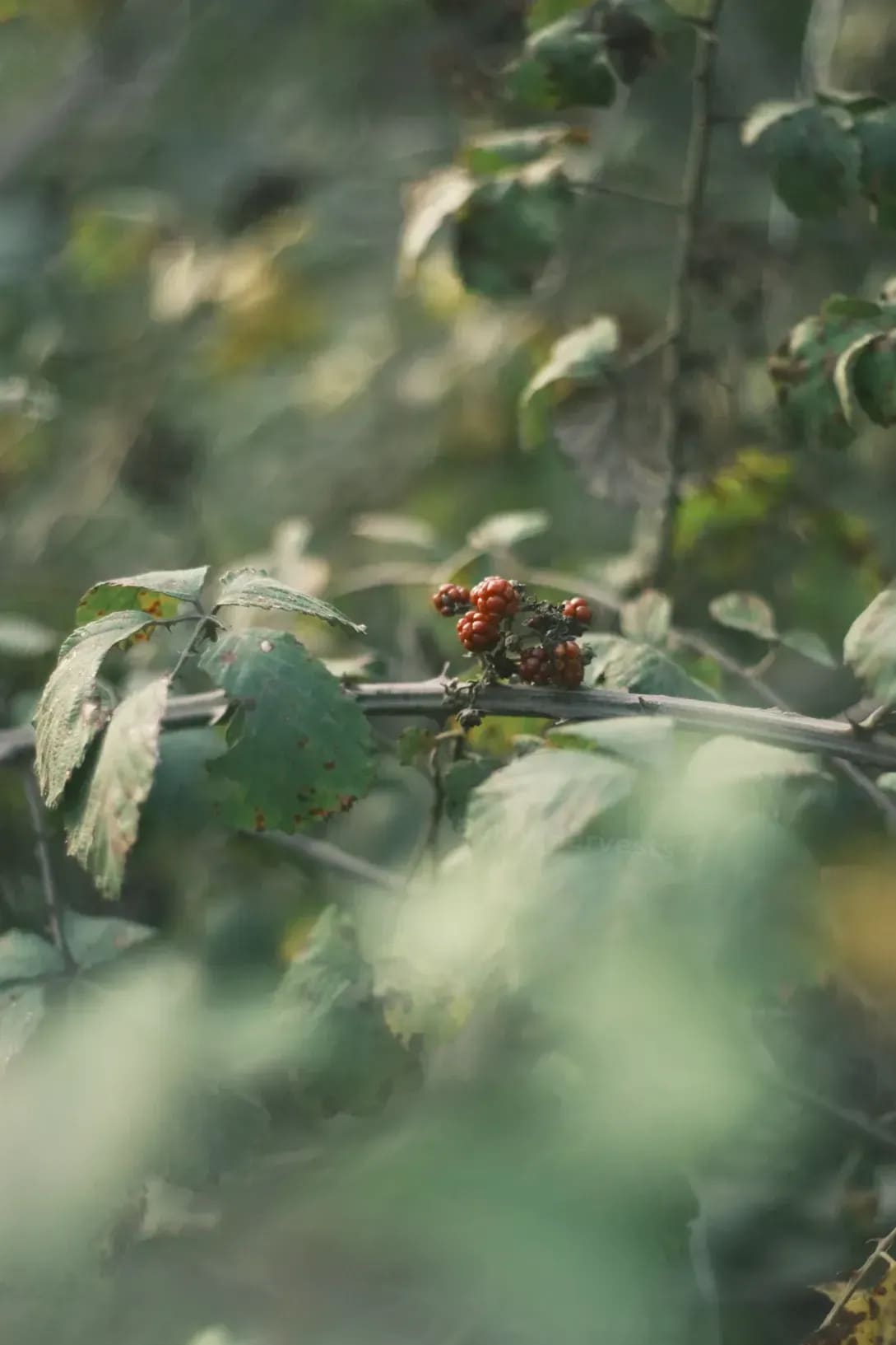 Seasonal Harvest Planning and Distribution Workflow
