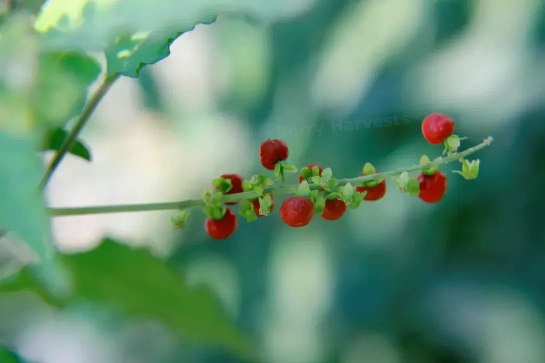 Berry Harvests 10
