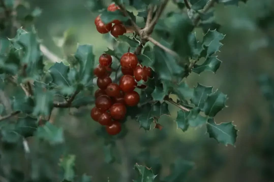 Berry Harvests 2