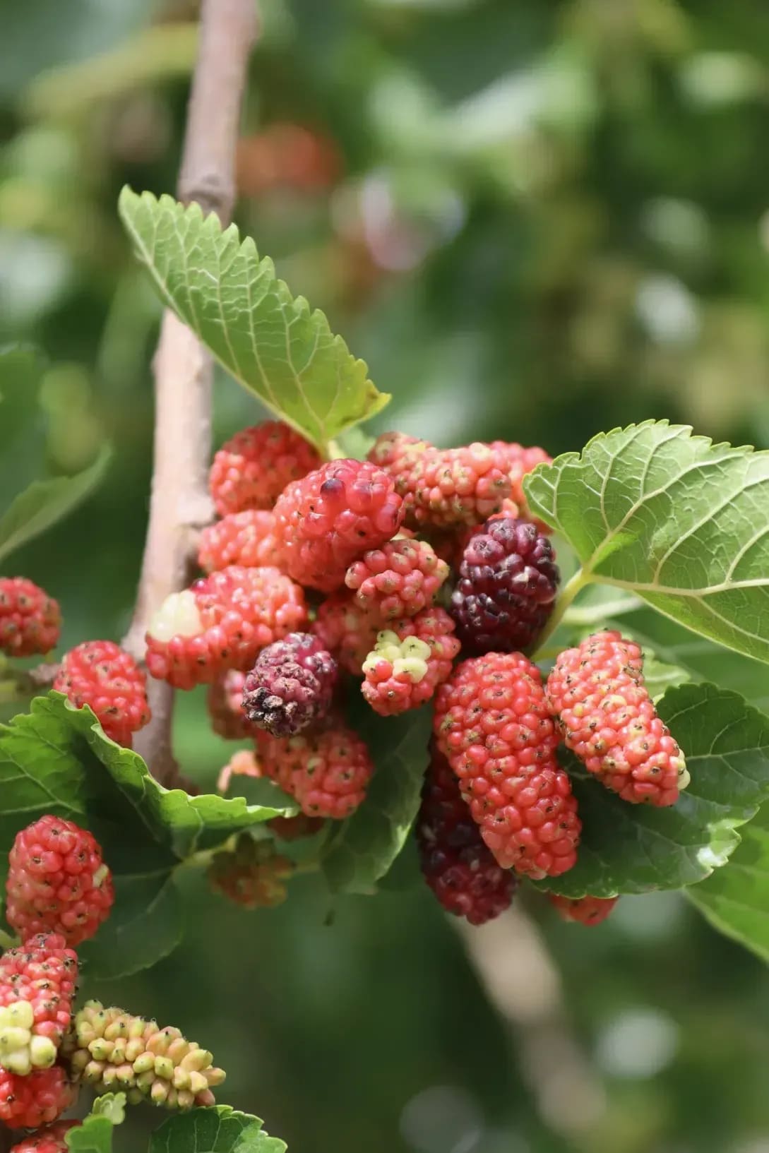 Seasonal berry sourcing and procurement